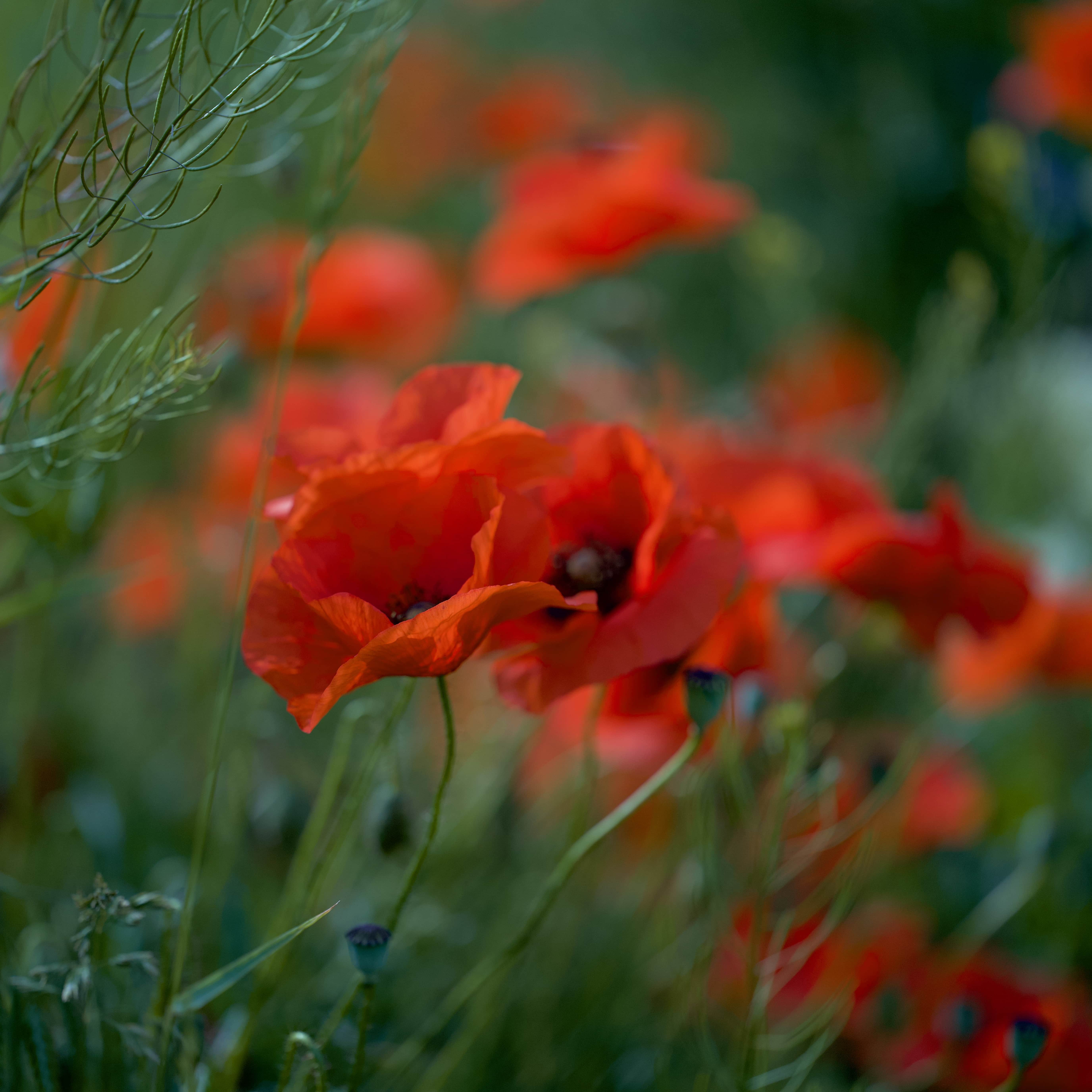 Vibrant Poppies